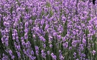 angol levendula- Lavandula angustifolia 'Hidcote'