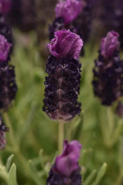 francia levendula- Lavandula stoechas 'Bandera Deep Rose'