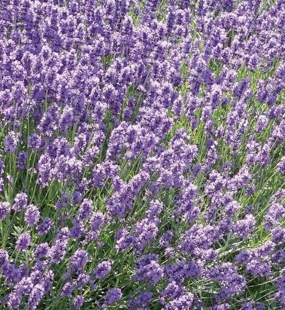 angol levendula- Lavandula angustifolia 'Dwarf Blue'