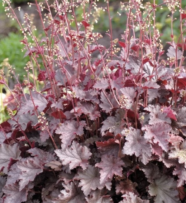tűzeső- Heuchera americana 'Melting Fire'