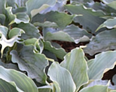 árnyékliliom - Hosta "Waterslide"