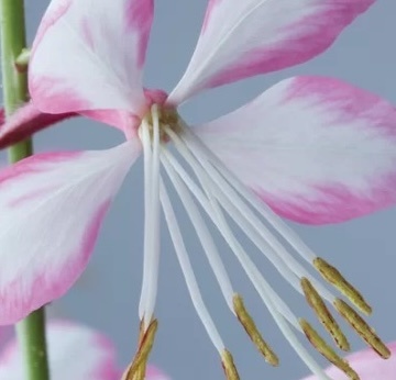 díszgyertya- Gaura lindheimeri 'Rosy Jane'