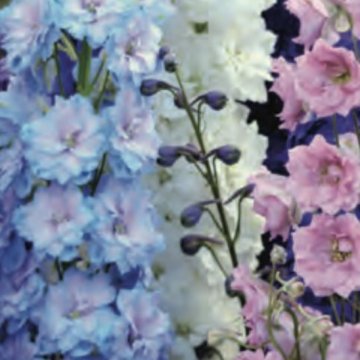 szarkaláb- Delphinium cultorum 