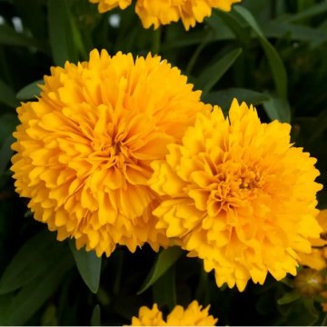 nagyfészkű menyecskeszem- Coreopsis grandiflora 'Solanna Golden Sphere'
