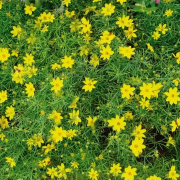 keskenylevelű menyecskeszem- Coreopsis verticillata 'Zagreb'