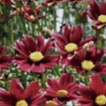 menyecskeszem- Coreopsis auriculata 