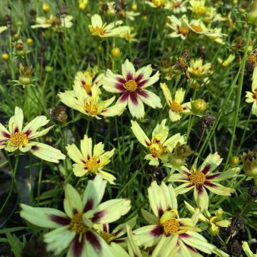 menyecskeszem- Coreopsis auriculata 