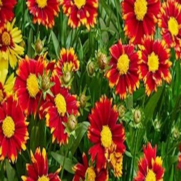 nagyfészkű menyecskeszem- Coreopsis grandiflora 'UpTick Red'