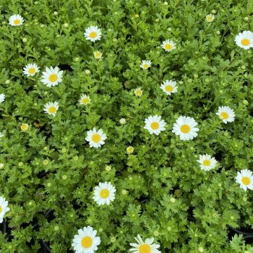 őszi margitvirág- Chrysanthemum paludosum 
