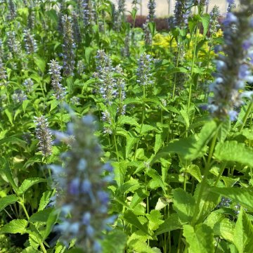 izsópfű- Agastache foeniculum 