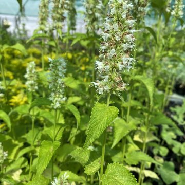 izsópfű- Agastache foeniculum 