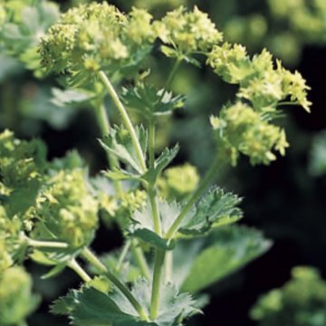 lágyszőrű palástfű- Alchemilla mollis 