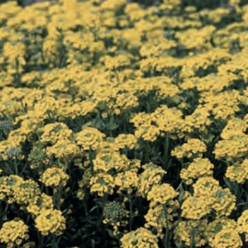 szirti sziklaternye- Alyssum montanum 