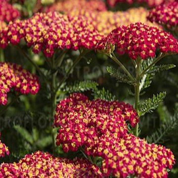 cickafark- Achillea millefolium 
