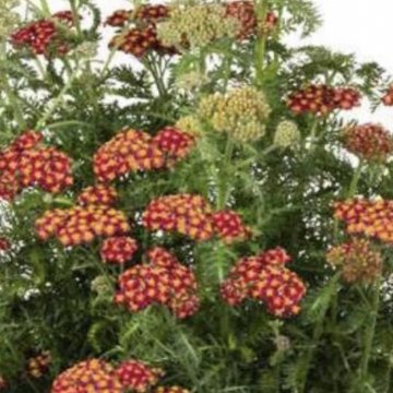 cickafark- Achillea millefolium 