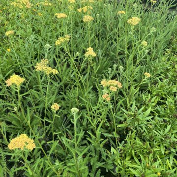 cickafark- Achillea filipendula 