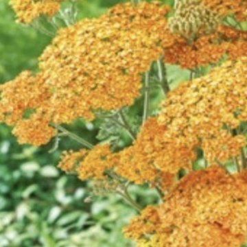 cickafark- Achillea millefolium 