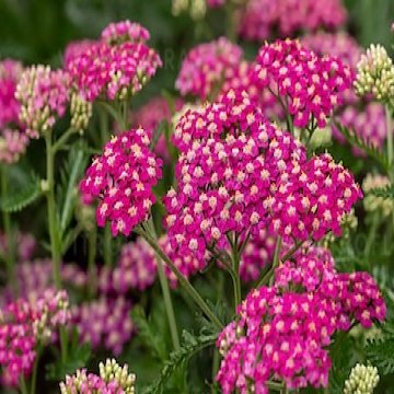 cickafark- Achillea millefolium 