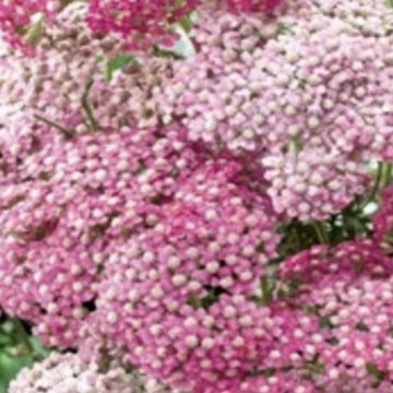 cickafark- Achillea millefolium 