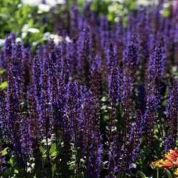 ligeti zsálya-Salvia nemorosa Midnight Purple