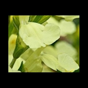 őszi zsálya-Salvia gregii 'Limon Light'