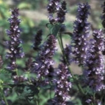 izsópfű- Agastache rugosa 