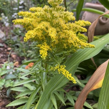 kanadai aranyvessző- Solidago canadensis 