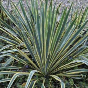 kerti pálmaliliom- Yucca filamentosa 