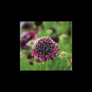 galambszínű ördögszem- Scabiosa columbaria Summer Nights'
