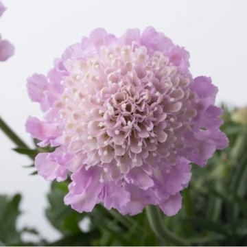 galambszínű ördögszem- Scabiosa columbaria