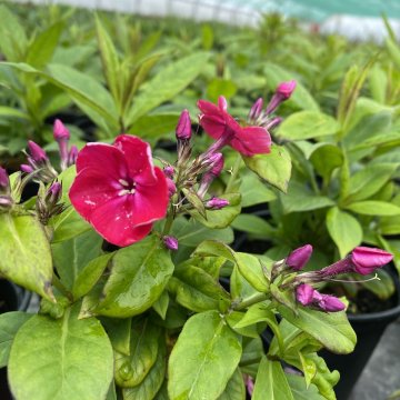 bugás lángvirág- Phlox paniculata 