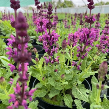 ligeti zsálya-Salvia nemorosa- Royal Magenta