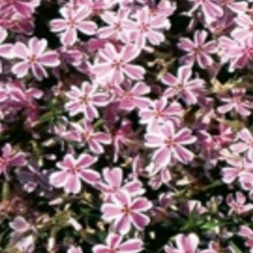 árlevelű lángvirág- Phlox subulata 