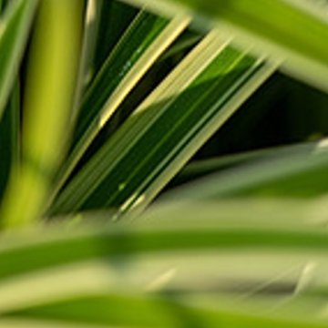 tarka sás - Carex morrowii 'Ice dance'