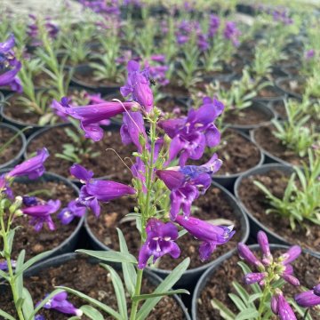 szakállas bugatölcsér- Penstemon barbatus var. Praceox 