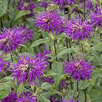 méhbalzsam- Monarda hybrida 'Blaustrumpf'