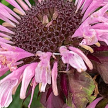 méhbalzsam- Monarda didyma