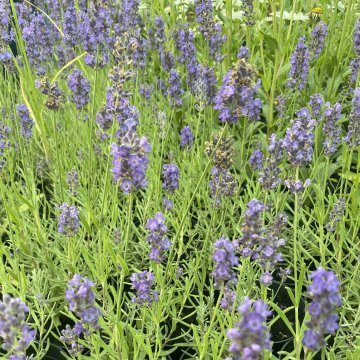 közönséges levendula- Lavandula angustifolia 