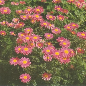 rózsaszín margitvirág - Tanacetum coccineum 'Robinsons Rose'