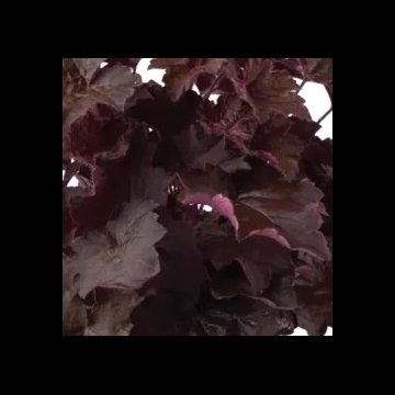 tűzeső- Heuchera americana 'Palace Purple'