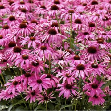 kasvirág- Echinacea 