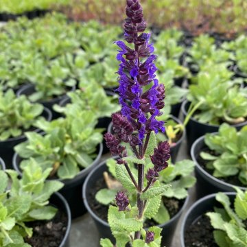 ligeti zsálya- Salvia nemorosa Salute Blue