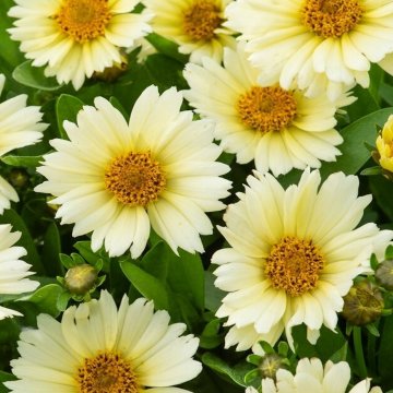 nagyfészkű menyecskeszem- Coreopsis grandiflora 'UpTick Cream'