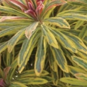 kutyatej- Euphorbia martinii 