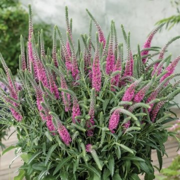 macskafarkú veronika- Veronica spicata 