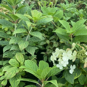 bugás hortenzia- Hydrangea paniculata 