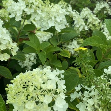 bugás hortenzia- Hydrangea paniculata 