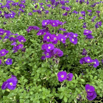 pázsitviola- Aubrieta gracilis 
