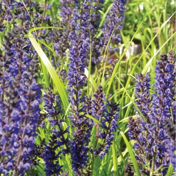 ligeti zsálya - Salvia nemorosa 'Caradonna'