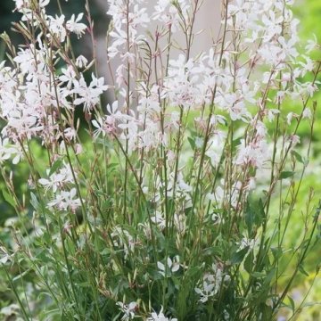 évelő díszgyertya - Gaura lindheimeri 'Gaudi Medium White'